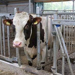 Een eigen stier staat klaar voor koeien die na drie keer insemineren niet drachtig zijn. 'Daarnaast fungeert het als uistekend opsporingsmethode. Koeien die geen afwijkend verdrag tonen, zie je toch vaak bij de stier rondhangen als ze tochtig zijn.' Met d