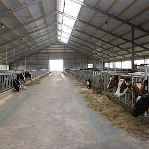 De stal werd volledig geisoleerd en kreeg een 3 + 3 indeling. Alleen het melkvee is in deze stal gehuisvest. Rechtsvoor bevindt zich de melkput.