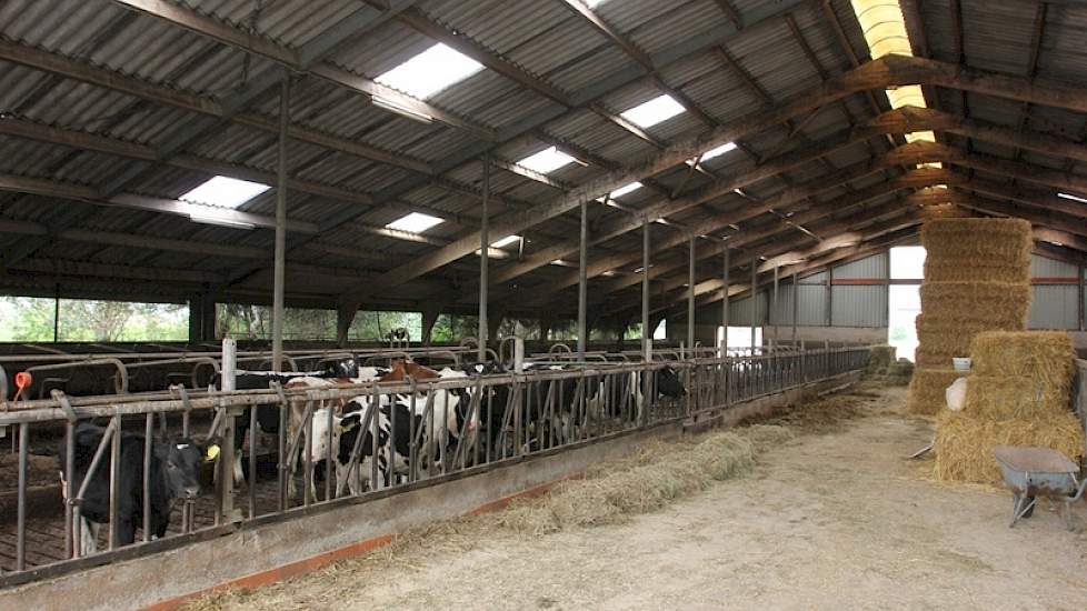 De droge koeien en het jongvee bevinden staan in de oude stal.