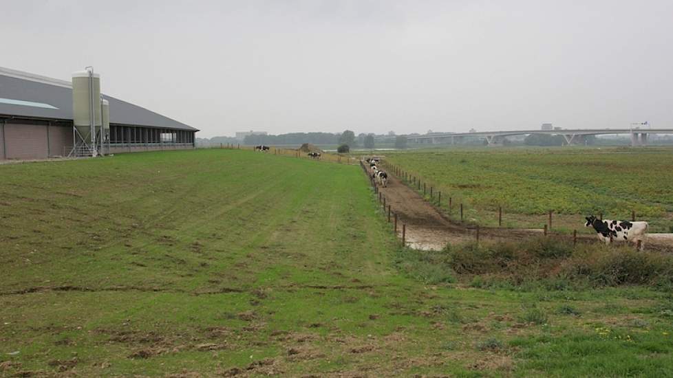 In het verleden stond bij hoog water soms ook het erf, met kuilen en al, blank. Dijken die Reijers in de jaren '80 aanlegde, brachten al verlichting. De nieuwe stal is nu op een 6 meter hoge terp gebouwd, waar 35.000 kuub zand voor werd aangerukt. "Ik heb