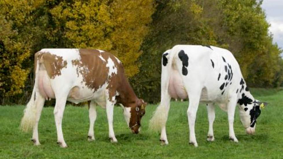 Twee AB 88-dochters van Timeless op het melkveebedrijf van de familie Engelen in Grashoek.