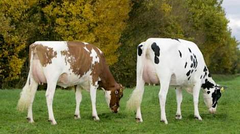 Twee AB 88-dochters van Timeless op het melkveebedrijf van de familie Engelen in Grashoek.