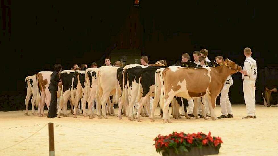 Naast rood- en zwartbonte koeien werden er ook pinken geshowd.