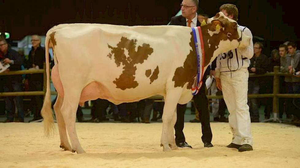 1A en reservekampioene werd Heerenbrink Jenny 205 (v. Jotan Red) van Steegink uit Okkenbroek.
