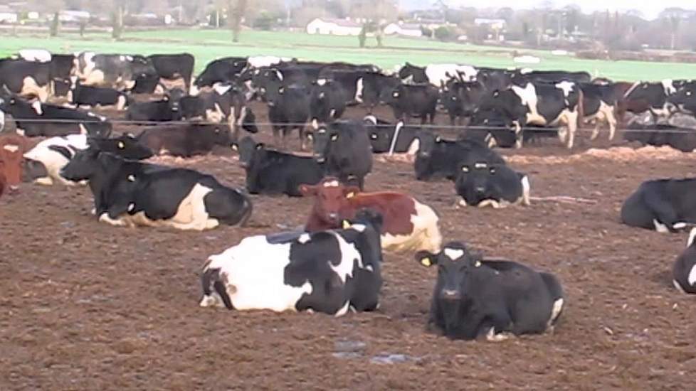 Greenfield Dairy Programme: December 2013 report