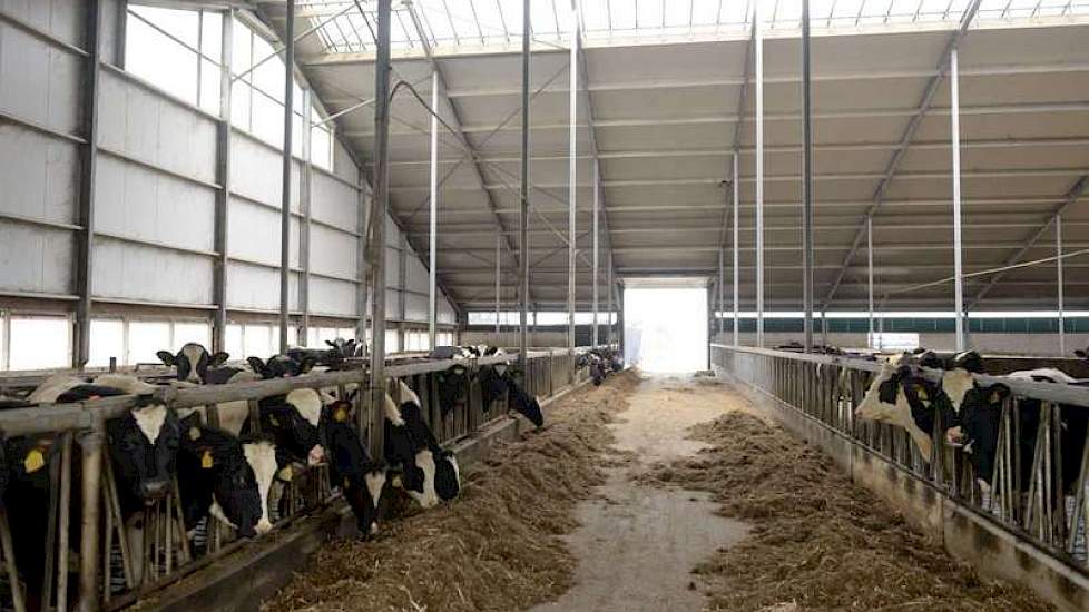 Als ze een half jaar oud zijn, verhuizen de kalveren naar de jongveestal. Hier is plek voor 200 dieren. In deze stal blijven ze tot ze voor het eerst afkalven. Ook de droge koeien zijn hier gehuisvest.