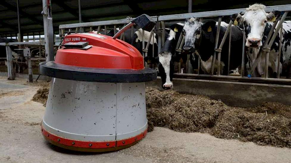 Een Juno-voerrobot zorgt dat ervoor dat er continu voer voor de koeien ligt. In de 3 + 3 –rijïge stal is maar voor 60 procent van de koeien vreetruimte, dus dan moet er altijd voer voor het voerhek liggen.