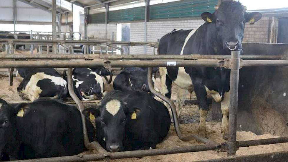 Bij de pinken loopt een eigen stier, die ook Triple-A is gecodeerd.