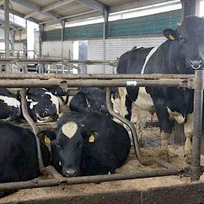 Bij de pinken loopt een eigen stier, die ook Triple-A is gecodeerd.