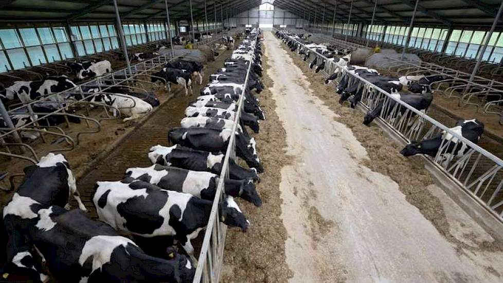 Overzicht over de melkveestal. De voerrobot heeft net z'n rondje gemaakt dus er staan veel koeien aan het voerhek. Maar normaliter heerst er vooral rust in de stal, volgens Esther. „In de diepstrooiselboxen gaan de koeien veel makkelijker liggen.”