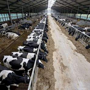 Overzicht over de melkveestal. De voerrobot heeft net z'n rondje gemaakt dus er staan veel koeien aan het voerhek. Maar normaliter heerst er vooral rust in de stal, volgens Esther. „In de diepstrooiselboxen gaan de koeien veel makkelijker liggen.”