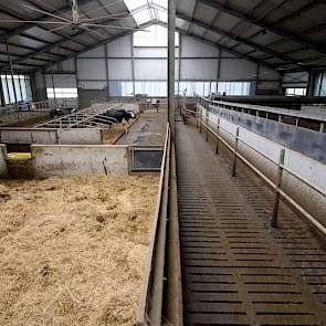 Overzicht van de terugloop uit de melkstal. Links het strohok, daarachter de boxen voor de aandachtskoeien. Tochtige koeien en dieren die droog moeten of die bekapt moeten worden, worden na het melken automatisch richting het strohok gedirigeerd.