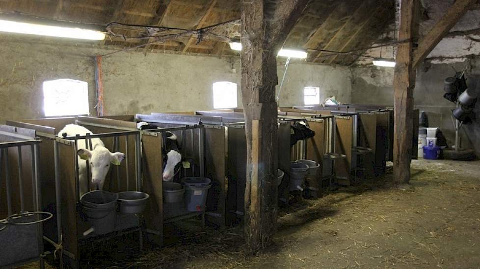 De vaarskalfjes worden in een andere schuur gehuisvest en gaan op een leeftijd van 14 dagen naar de opfokker aan wie Boerkamp ze verkoopt. Boerkamp heeft het eerste recht op terugkoop bij de opfokker en laat de benodigde hoeveelheid dieren instromen op zi