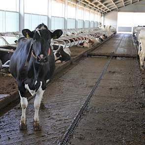 De nieuwe stal heeft dankzij de emissiearme vloer van Zeus Beton de proefstalstatus.