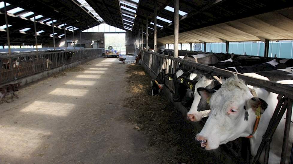 Ook de oude stal blijft in gebruik als wachtruimte (geheel links), als huisvesting voor de separatiekoeien en voor de koeien met een hoog celgetal, zodat die als laatste kunnen worden gemolken en tenslotte als huisvesting voor de droge koeien (rechts).