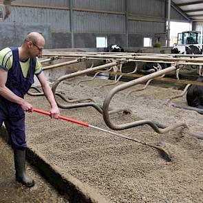 Ate Jan Mulder verdeelt de stropellets in de diepstrooiselboxen. Het bedrijf telt 120 melkkoeien die jaarrond op stal staan. „De stropellets blijven beter in de boxen liggen dan zaagsel”, is de ervaring van de melkveehouder. Hij gebruikt pellets omdat hij