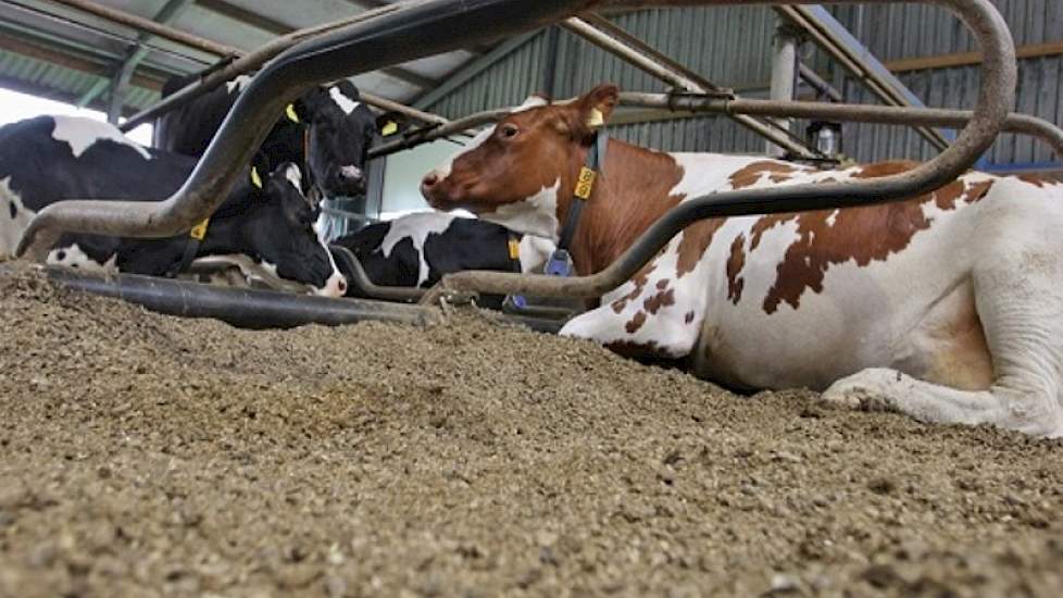 „We hoeven de boxen met stropellets maar een maal per maand te vullen, terwijl we het zaagsel om de anderhalve week aanvulden”, vertelt Mulder. „We moeten er wel rekening mee houden dat het stro, omdat het zo droog is, iets uitzet omdat het vocht aantrekt
