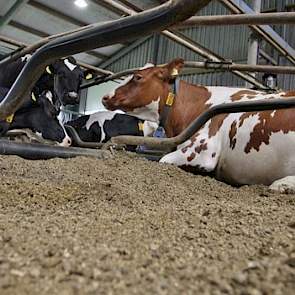 „We hoeven de boxen met stropellets maar een maal per maand te vullen, terwijl we het zaagsel om de anderhalve week aanvulden”, vertelt Mulder. „We moeten er wel rekening mee houden dat het stro, omdat het zo droog is, iets uitzet omdat het vocht aantrekt