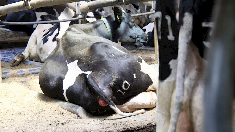Als boxbedekking is er gekozen voor een rubberen matras met daarbovenop een laag bio-bedding gemengd met lavameel.
