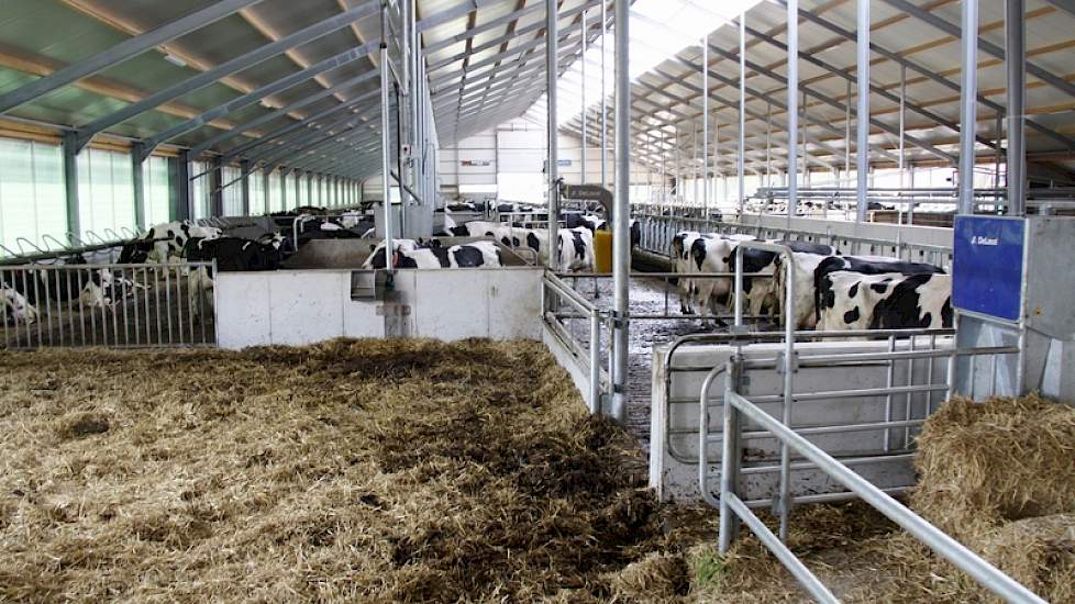 De koeien kalven af in een groot strohok in de oude stal. Het strohok in de nieuwe stal (zie foto) is bedoeld voor koeien die net hebben afgekalft.