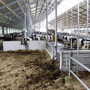 De koeien kalven af in een groot strohok in de oude stal. Het strohok in de nieuwe stal (zie foto) is bedoeld voor koeien die net hebben afgekalft.