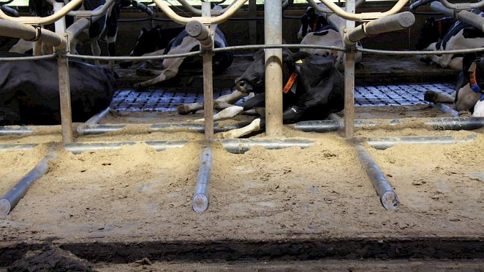 Wat opvalt zijn de Ascon vrijligboxen. De ondernemers kozen hiervoor omdat de koeien bij dit type ligboxafscheiding geen hinder ondervinden bij het gaan liggen en staan.