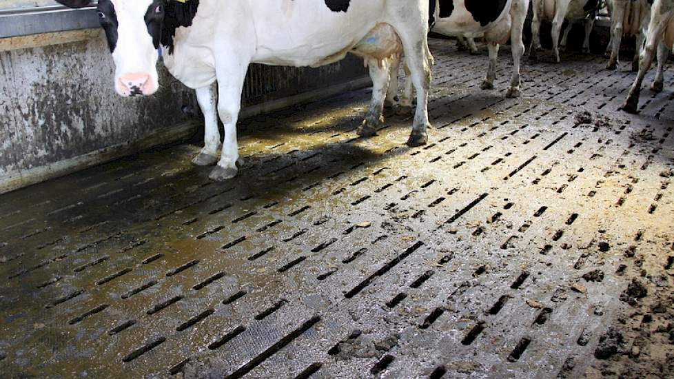 Op de vloer ligt volledig rubber. Dit bevordert volgens de broers de klauwgezondheid en het natuurlijke gedrag van de koeien.