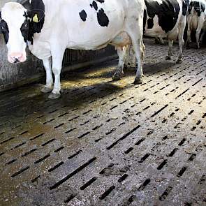 Op de vloer ligt volledig rubber. Dit bevordert volgens de broers de klauwgezondheid en het natuurlijke gedrag van de koeien.