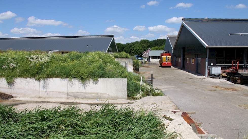 Links de nieuwe stal. In de drie stallen rechts op de foto wordt het jongvee gehuisvest. De meest rechtse stal is ook nieuw gebouwd voor het jongvee van 4 tot 22 maanden.