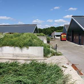 Links de nieuwe stal. In de drie stallen rechts op de foto wordt het jongvee gehuisvest. De meest rechtse stal is ook nieuw gebouwd voor het jongvee van 4 tot 22 maanden.