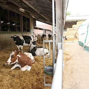 Ook verse koeien en dieren die binnen 2 weken afkalven, zitten op stro. Op de plek van de tent en het strobaalkasteel (vanwege de open dag) hoopt de familie op termijn een nieuwe transitiestal te bouwen, zodat de ‘bijzondere’ groepen nog beter geclusterd