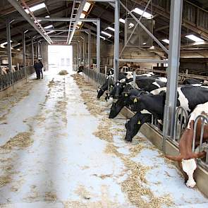 Een blik in de oude stal; linksachter de vaarzen, rechtsachter de droge koeien en rechtsvoor de koeien die bijna droog moeten en daarom een schraal rantsoen krijgen om de melk af te bouwen. Achterin de stal draaide de robot zojuist een hoopje voer neer, d