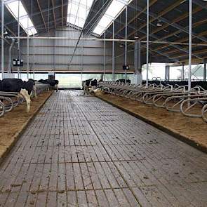 In de stal ligt een emissiearme welzijnsvloer van Altez Noord die een proestalstatus heeft. „Het bevalt goed, alleen bij onderbezetting en drogend weer wordt hij wel iets glad”, merkt de veehouder op. Het brede tussenpad dient tegelijk als wachtruimte.