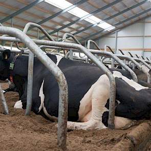 In de diepstrooiselboxen ligt biobedding. De mest wordt gescheiden door de loonwerker.