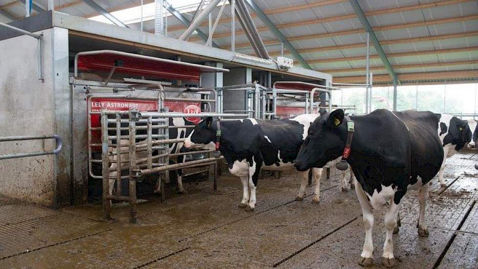 De maatschap is ook overgestapt op robotmelken: er draaien 2 Lely A4-robots.