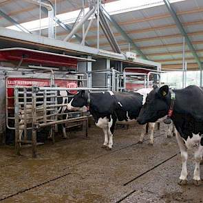 De maatschap is ook overgestapt op robotmelken: er draaien 2 Lely A4-robots.