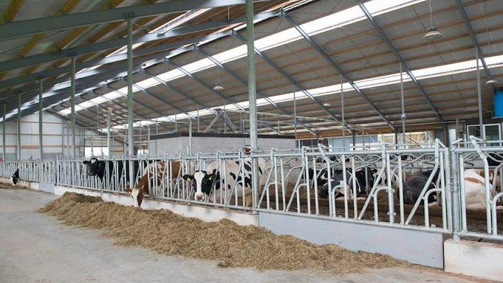 De stal is traditioneel gebouwd en biedt plaats aan 160 melkoeien en 60 stuks jongvee.