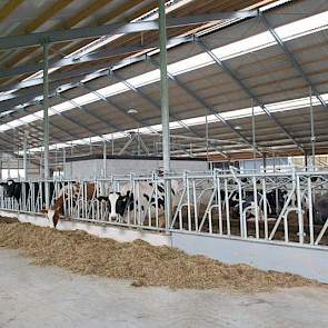 De stal is traditioneel gebouwd en biedt plaats aan 160 melkoeien en 60 stuks jongvee.