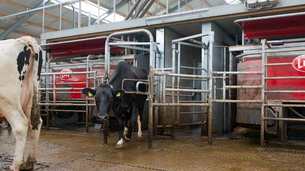 Berenpas noemt de omschakeling naar robotmelken een hele gewenning. „Voorheen zag je elke koe twee keer per dag tien minuten, je voelde de uier, je wist hoeveel ze 's morgens gaf en hoeveel 's avonds. Nu moet ik dat van het beeldscherm halen; de feeling m