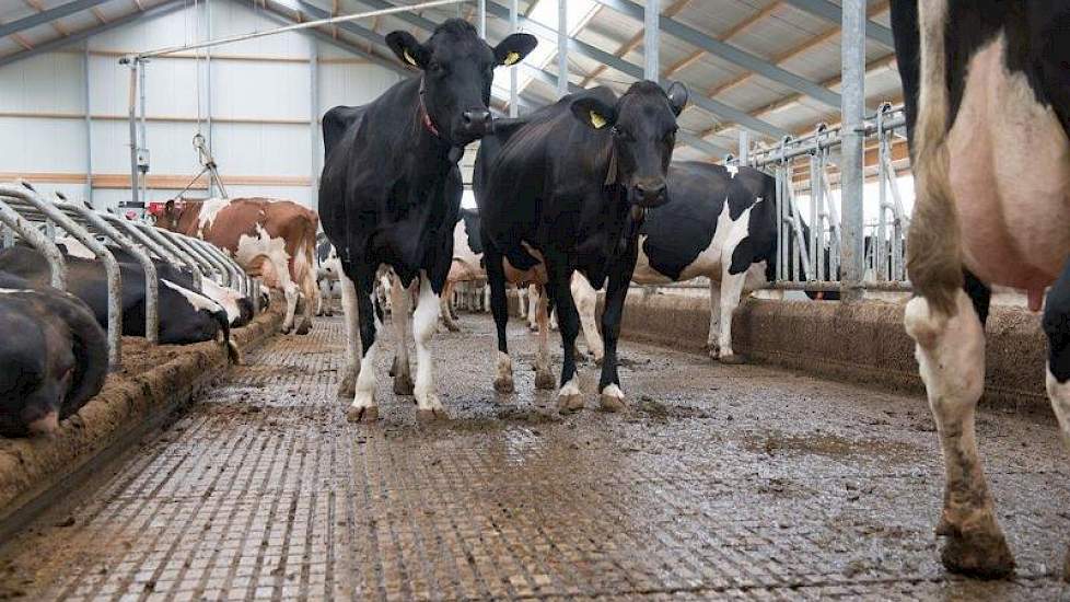 De emissiearme vloer van HCI-beton wordt schoongehouden door een mestrobot van Lely.