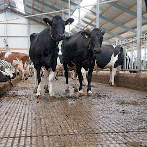 De emissiearme vloer van HCI-beton wordt schoongehouden door een mestrobot van Lely.