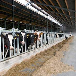 Ze kozen voor voerpaden aan de buitenkant zodat alle dieren in één groep lopen en gebruik kunnen maken van alle drie melkrobots. Dit biedt een voordeel wanneer één van de robots stil staat vanwege storing of onderhoud. Ze noemen het mindere overzicht vana