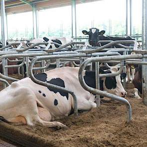 De boxen worden gevuld met biobedding. De dunne fractie die overblijft na het mestscheiden, komt in een aparte put onder de voergang. Het mestscheiden laten ze vooralsnog doen door een loonwerker.