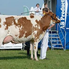 Het kampioenschap was er voor HHH-kampioene Annie 127 (Joyboy x Dream Red) van de VOF Pellikaan uit Meerkerk.