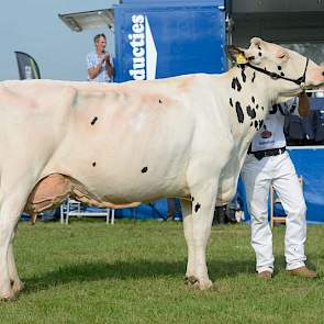 Hbc Darla 55 (Shottle x Mr. Sam) van Schep Holsteins uit Bergambacht eindigde als derde op tal.