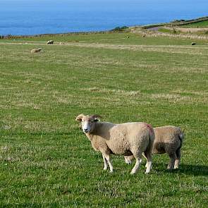 De schapen zijn van het van het ras Dorset Horn. De ooien lammeren twee keer per jaar af. Het gemiddeld aantal lammeren per worp schat Matthews op 1,5. Net als de koeien, lopen de schapen het hele jaar door buiten.