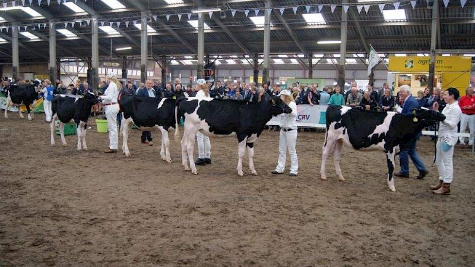 De laatste vier bij de oudere kalveren. Topcross Anna 222 (rechts) werd kampioen.