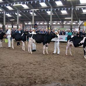 De laatste vier bij de oudere kalveren. Topcross Anna 222 (rechts) werd kampioen.