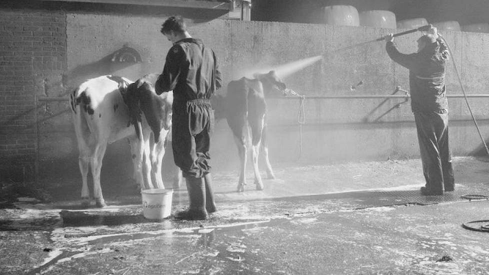 Rond een uur of vijf was er al volop actie om de dieren schoon te krijgen.