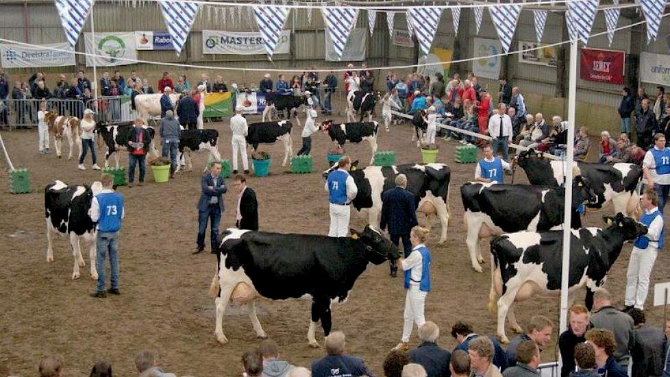 Een van de rubrieken middenklasse koeien in de ring. Op de achtergrond wordt er bij de kalveren gestreden om het kampioenschap voorbrengen.